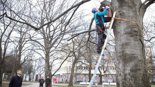Bratislava osádza búdky pre vtáctvo, chce zlepšiť ich životné podmienky