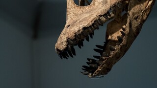 V Škótsku objavili vedci dinosaurie stopy celosvetového významu