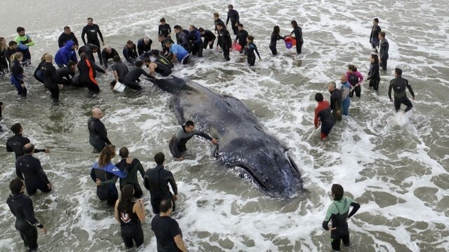 argentina-humpback-whale-09296-15bd854a533845ae910fe5c5e0160ff0_7f000001-aa65-1f5c.jpg