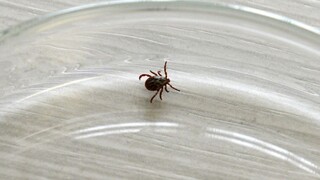 Nebezpečné kliešte sa prebudili. Pozrite sa, kde treba byť opatrný