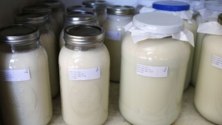 Potravinári našli pri kontrole mlieka vírus kliešťovej encefalitídy