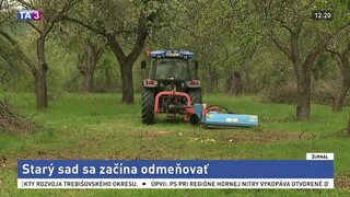 Zanedbaný sad so vzácnymi odrodami sa rozhodli zachrániť