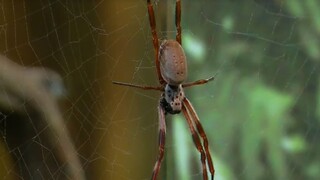 Cesta, ktorá vás zbaví arachnofóbie / Švajčiarske kravy bojovali o titul