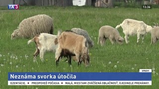 Neznáme svorky im zabíjajú zvieratá, miestni chovatelia sa boja