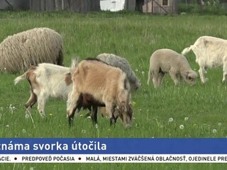 Neznáme svorky im zabíjajú zvieratá, miestni chovatelia sa boja