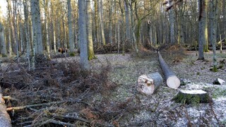 Poliaci ustupujú, končia s masívnou ťažbou v chránenom lese