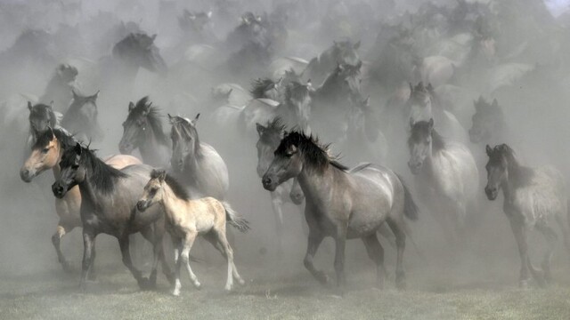 aptopix-germany-wild-horses-photo-gallery-46850-d53b85e6ab8c420a97c6fe79fdd4ab0f_7f000001-5ff1-ee8f.jpg