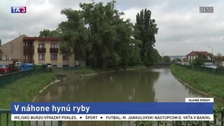 V košickom náhone klesá hladina vody, hynú tam desiatky rýb