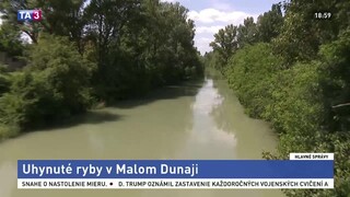 V Malom Dunaji hynú ryby, podľa inšpekcie je dôvodom nedostatok kyslíka