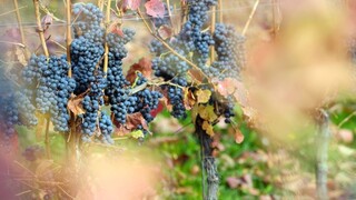 Slovenskí vinári napredujú, o ich vína je vo svete záujem
