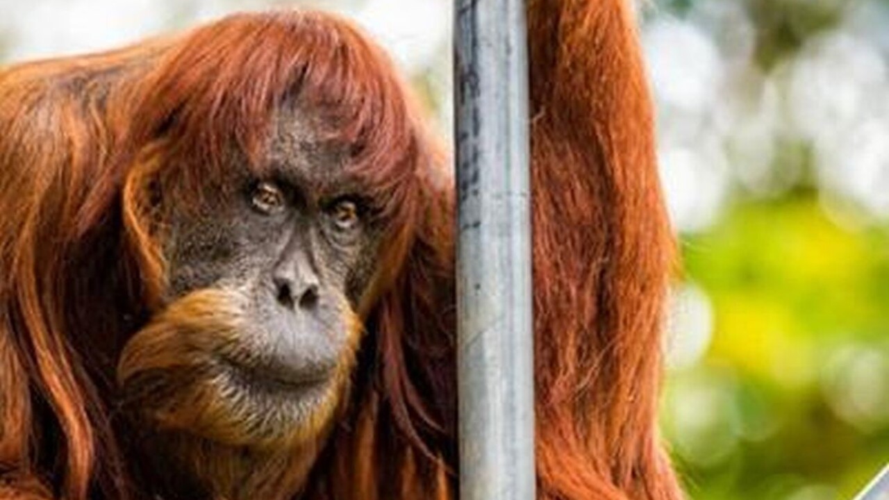 Zomrel najstarší orangutan na svete, žil už počas Pražskej jari