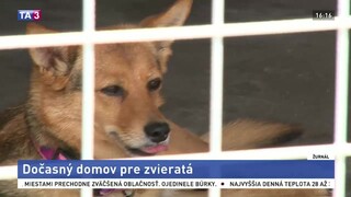 V Martine otvorili karanténnu stanicu, bude domovom pre zvieratá