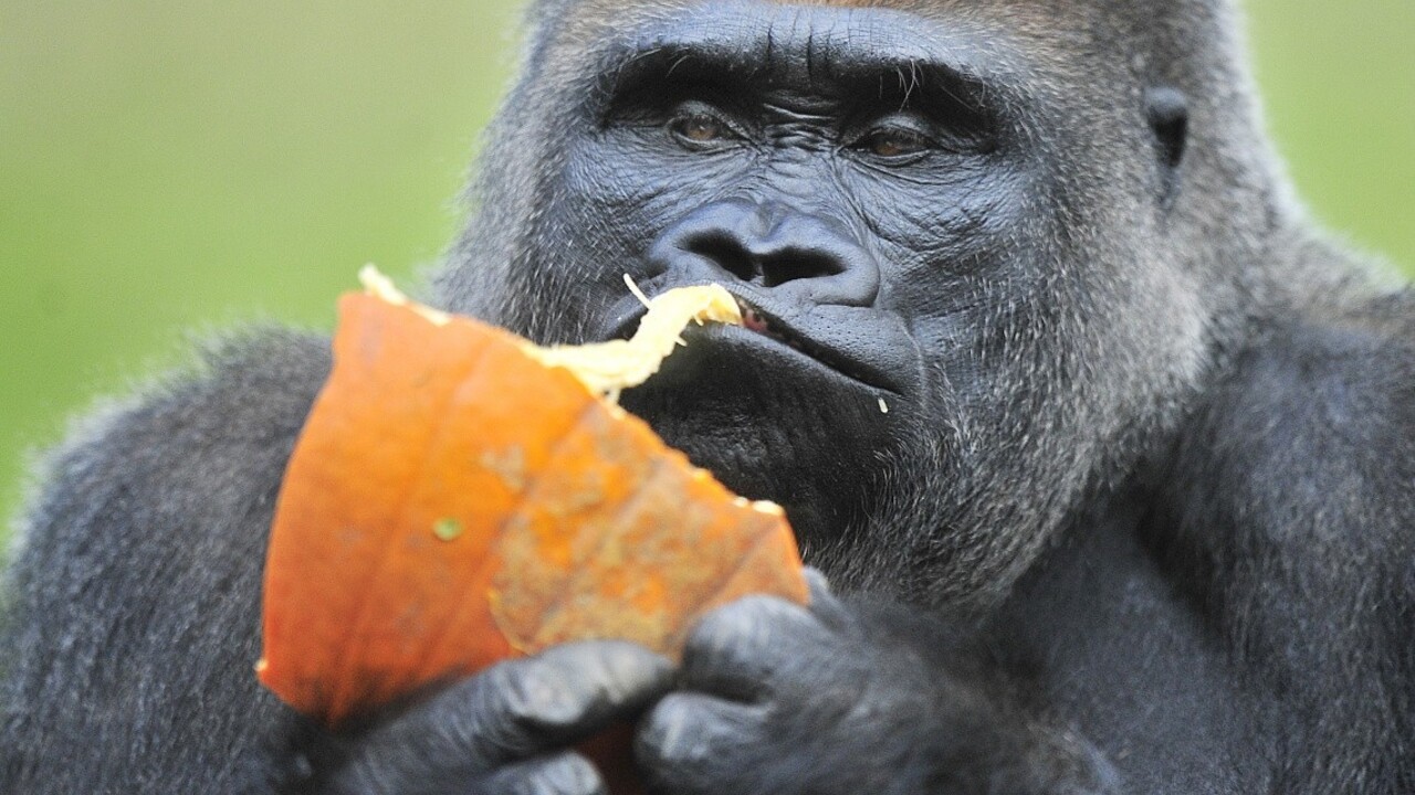 Zomrela slávna gorila, ktorú pred rokmi naučili znakovú reč