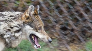 Pri slovenskom pohraničí útočil agresívny vlk, dohrýzol deti