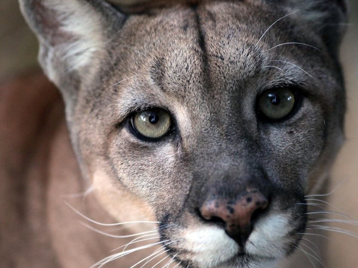 Zo zoo pri Prahe ušla dospelá puma, radnica varuje obyvateľov
