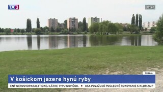 V košickom jazere hynú ryby, sinice ohrozujú aj zdravie ľudí