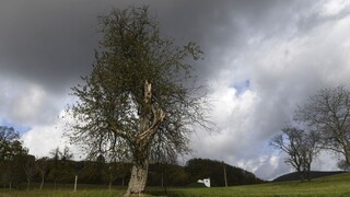 Môžete vybrať najkrajší strom roka, ukázali 12 finalistov