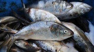 Spotreba rýb je neudržateľná, na vine je naša honba za zdravím
