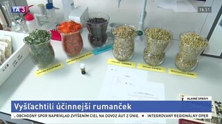 V Prešove vyšľachtili odrodu rumančeka, zvýšili liečivé účinky