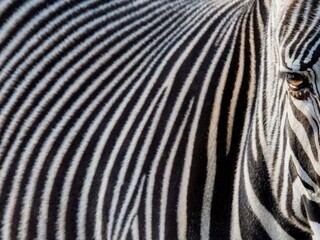 Mladík upozornil na podvod. Pomaľovaného osla vydávali v zoo za zebru