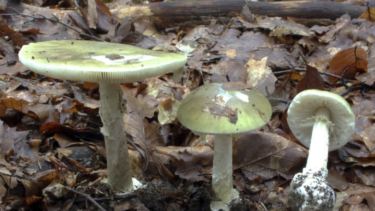 Žena sa otrávila jedovatou hubou, pomoc vyhľadala neskoro