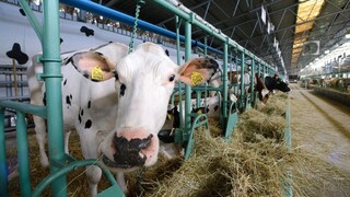 Extrémne teploty trápia hospodárske zvieratá a ohrozujú úrodu