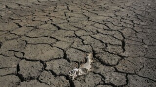 Nemeckým farmárom zničilo sucho úrodu, od štátu žiadajú miliardu eur