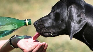 Horúčavy trápia aj zvieratá, chovateľom zvyšujú náklady