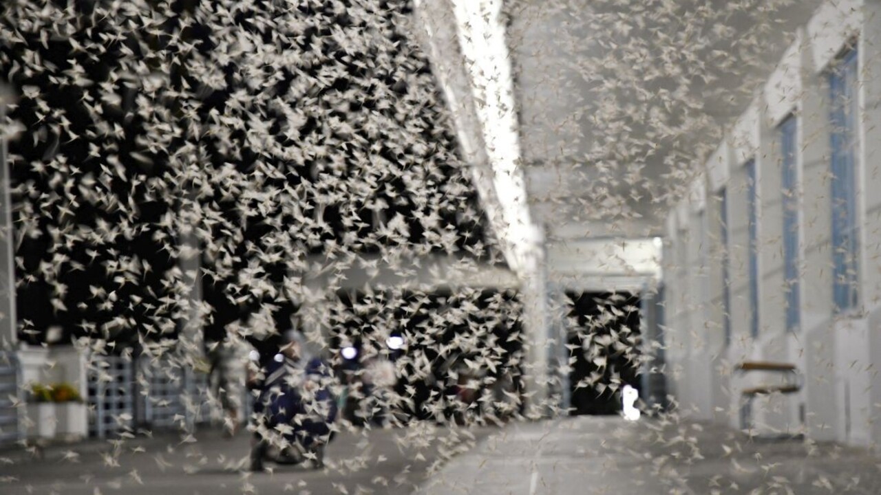 Jeden z najznámejších slovenských mostov doslova zaplavil hmyz