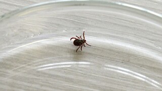 Slovenskí vedci vyvinuli ponožky proti kliešťom. Sú ako repelent