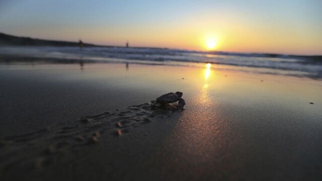 cyprus-sea-turtle-comeback-56957-128fd67cffc34d7591ccbaf6c3cbcd62_7f000001-29d4-ddc8.jpg