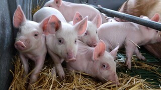 Živočíšnej výrobe sa venuje málo pozornosti, zhodli sa farmári