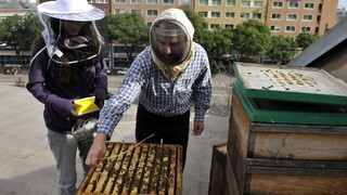 Nebezpečné postreky pre včely nepovolíme, ubezpečuje rezort