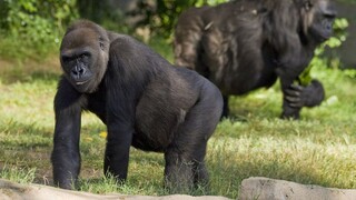 Gorily v ZOO ošetrovatelia videli kašľať, nakazili sa koronavírusom