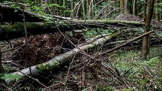 Technológie využitia biomasy vedú k obnoviteľnej energii. Ako je na tom Slovensko?