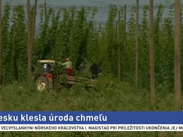 Úroda chmeľu bude výrazne slabšia, môže to ohroziť výrobu piva