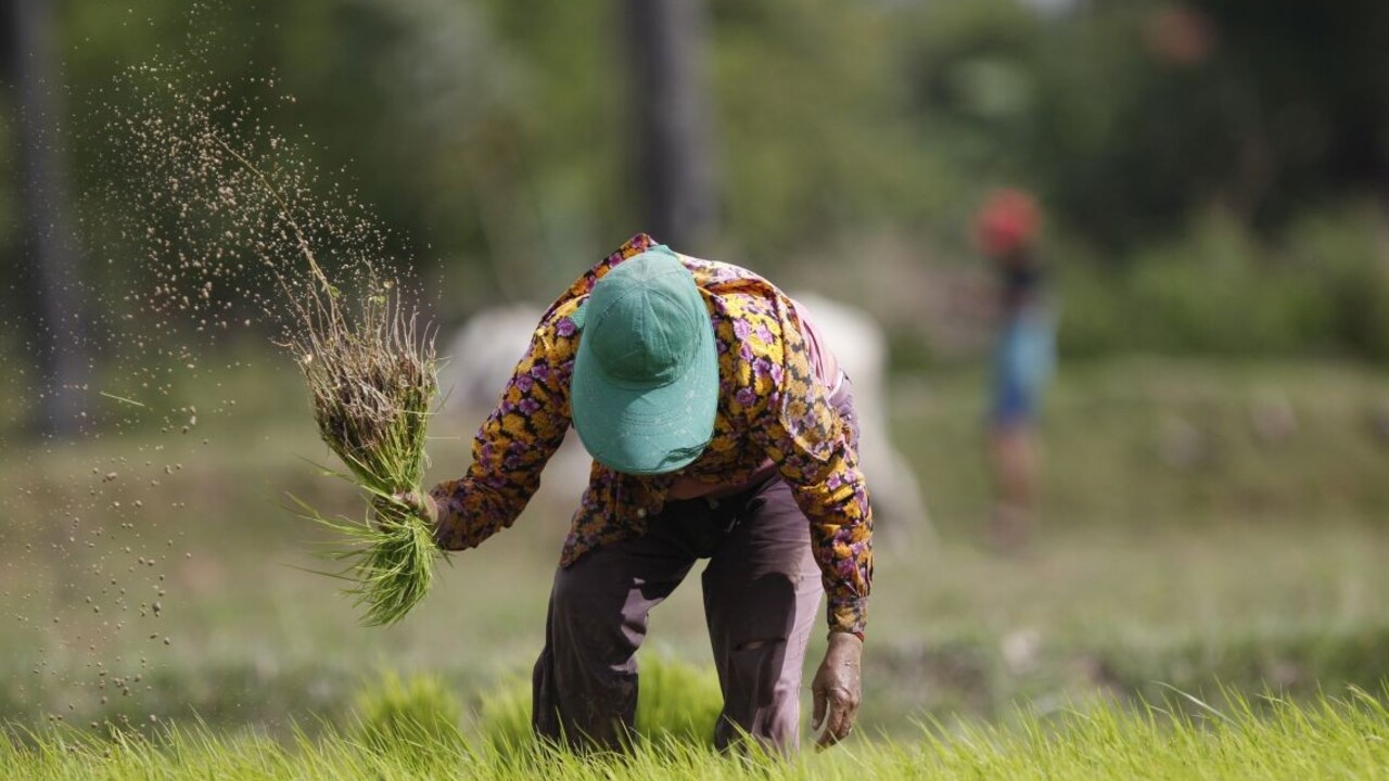 ryžové pole farmár ázia 1140px (TASR/AP)