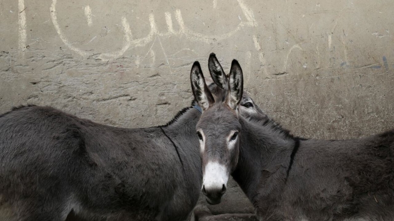 Video ukazuje prezidenta ako osla, tvorcom hrozí 20-ročný trest