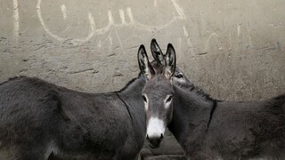 Video ukazuje prezidenta ako osla, tvorcom hrozí 20-ročný trest