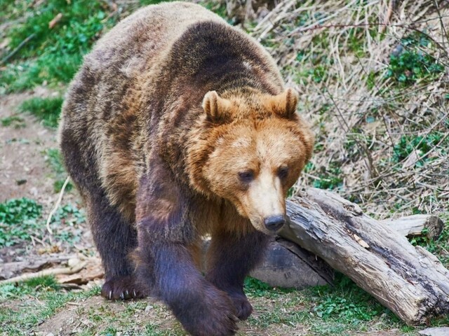 Autu na Liptove sa do cesty postavil medveď, skončilo to tragicky