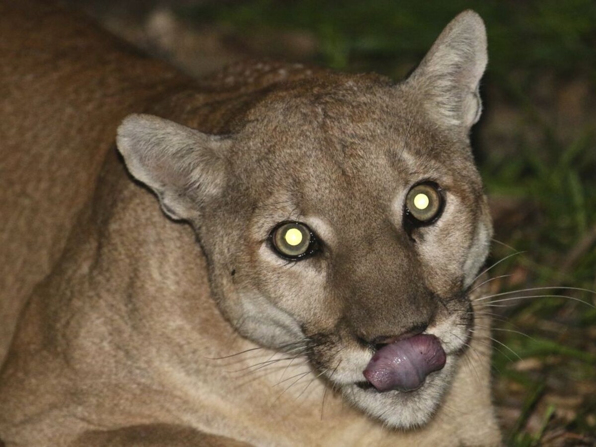 Puma vtrhla pred recepciu motela, zastavili ju hostia so psom