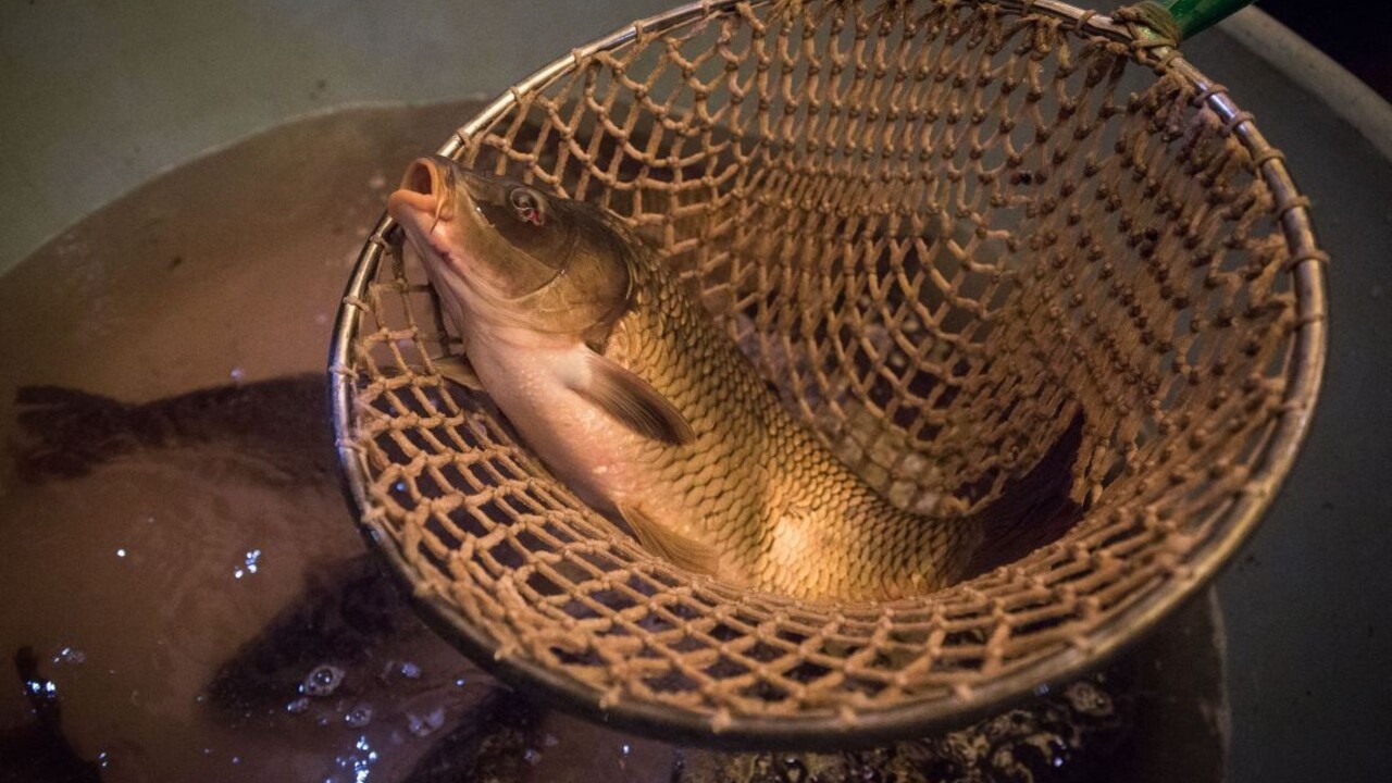 kapor ryba Vianoce 1140 px (SITA/Marko Erd)