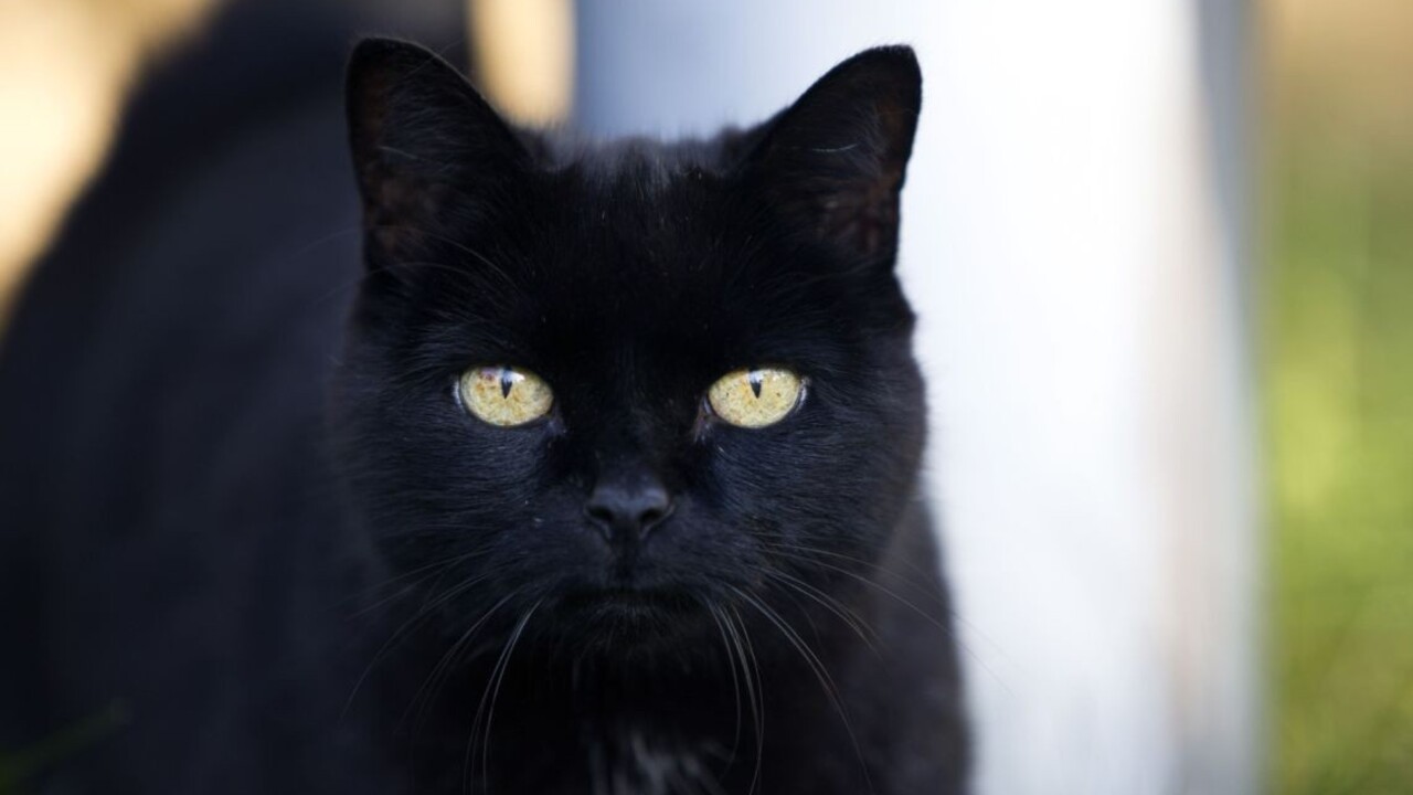 čierna mačka povery poverčivosť 1140px (ČTK)