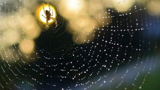 Pavúky utkali gigantickú 300-metrovú pavučinu. Pozrite sa, ako vyzerá