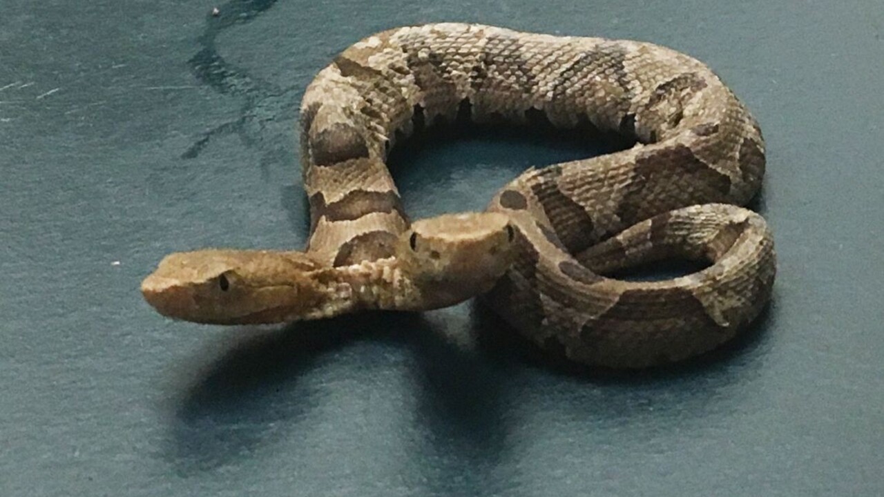 Extrémne raritný nález. Odborníci majú s dvojhlavým hadom plány