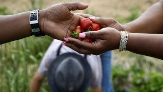 Jahodová sezóna sa rozbehla, ich cena bude o niečo vyššia ako vlani