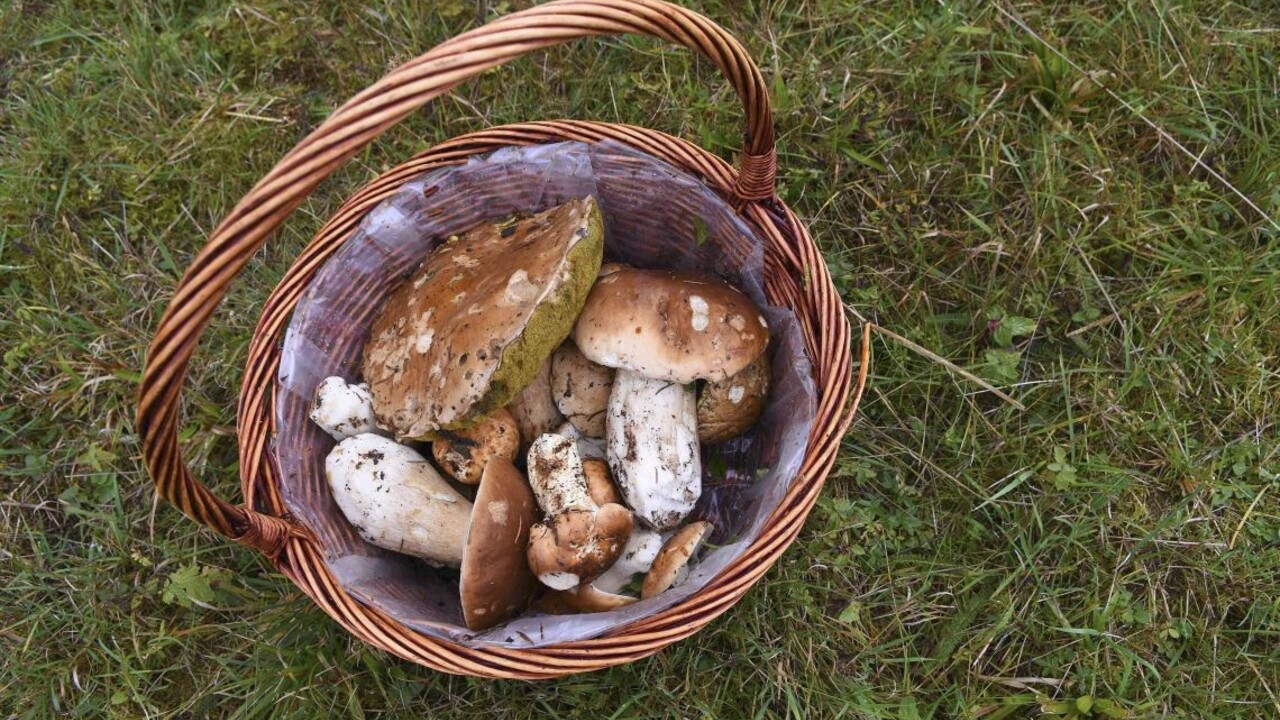 huby hríby hubár 1140px (TASR/Oliver Ondráš)