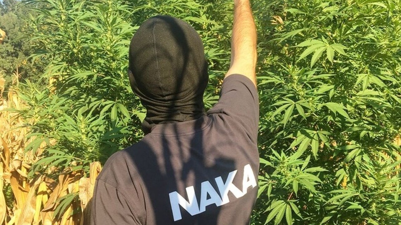 Polícia našla a zrušila pole s marihuanou. Obvinili sedem ľudí