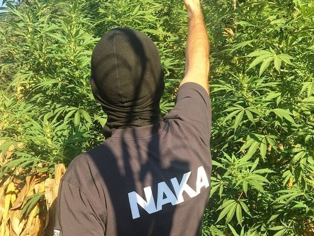 Polícia našla a zrušila pole s marihuanou. Obvinili sedem ľudí