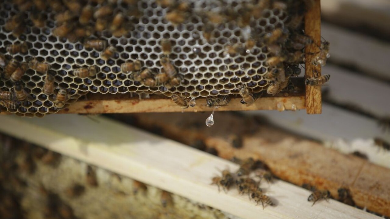 Muž úmyselne zabil státisíce včiel, putuje do väzenia